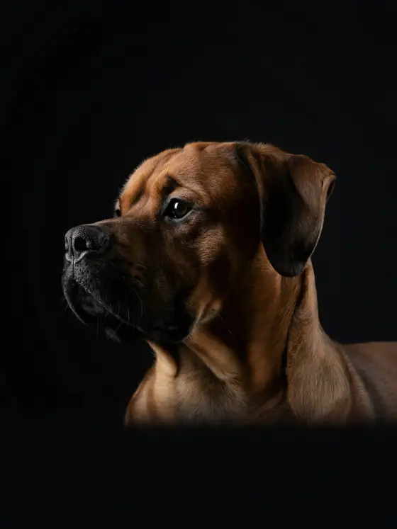 Rhodesian ridgeback de perfil