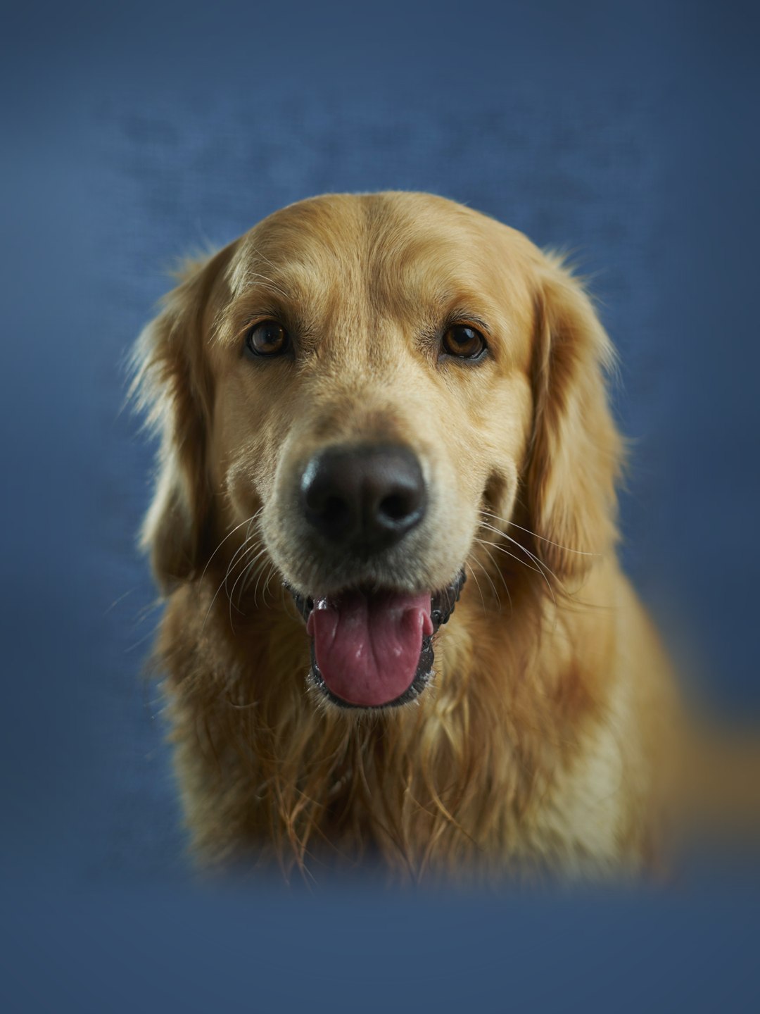 Golden retriever sorridente