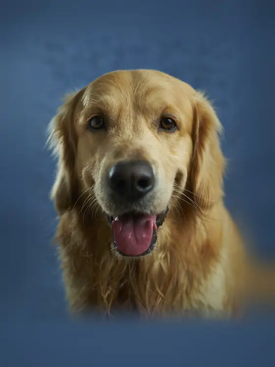 Golden retriever sorridente