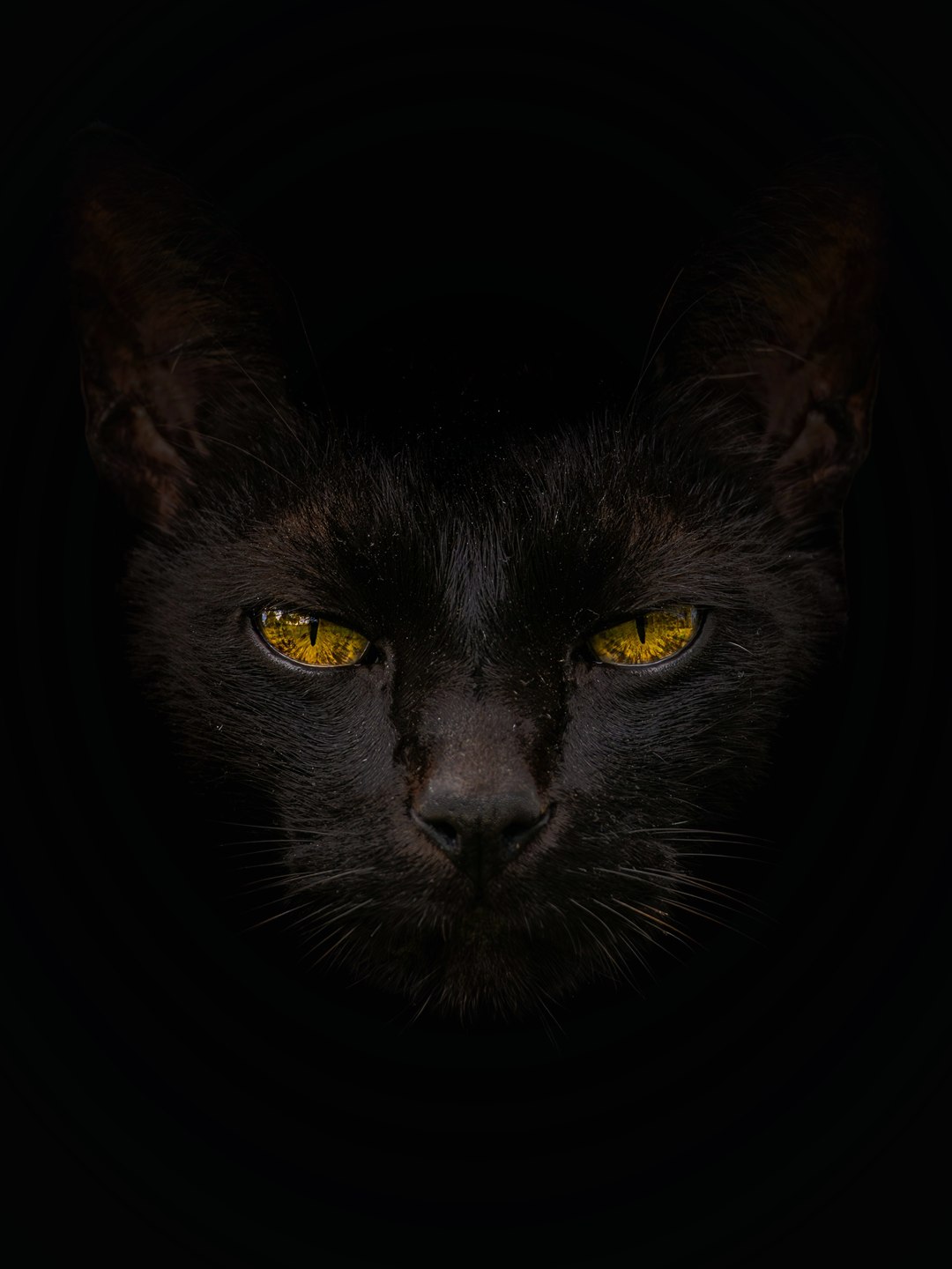 Gato preto de olhos amarelos