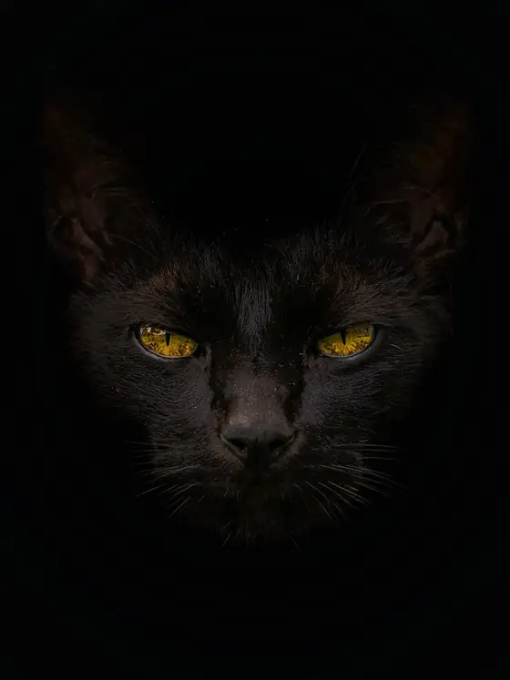 Gato preto de olhos amarelos
