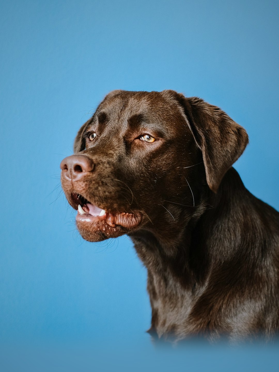 Labrador chocolate de perfil