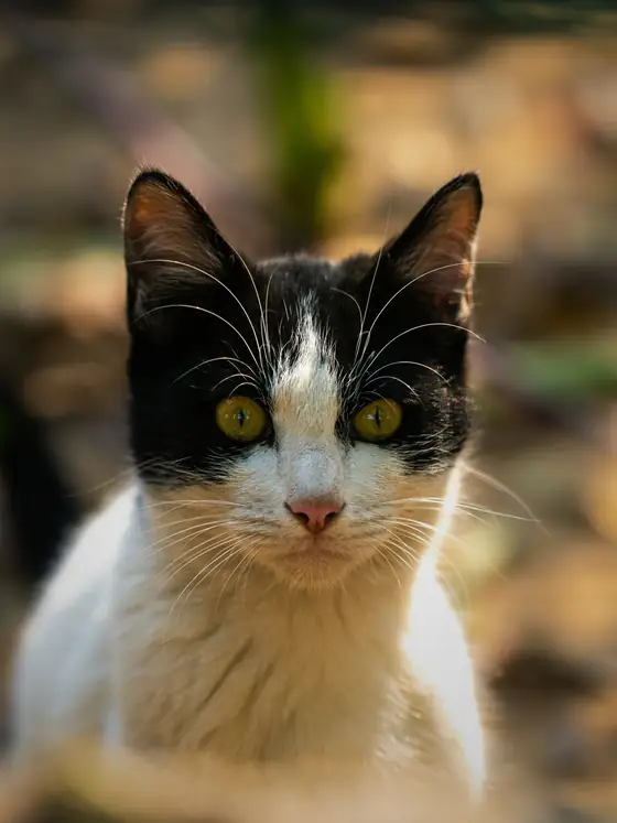 Gato preto e branco