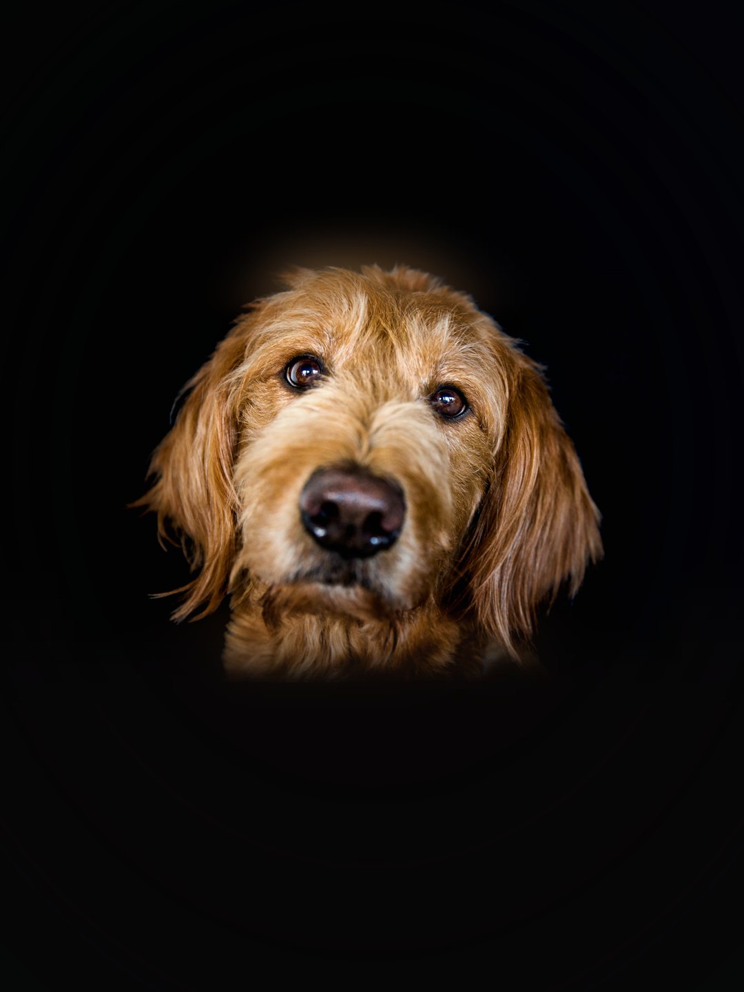 Cão de pelo dourado encaracolado