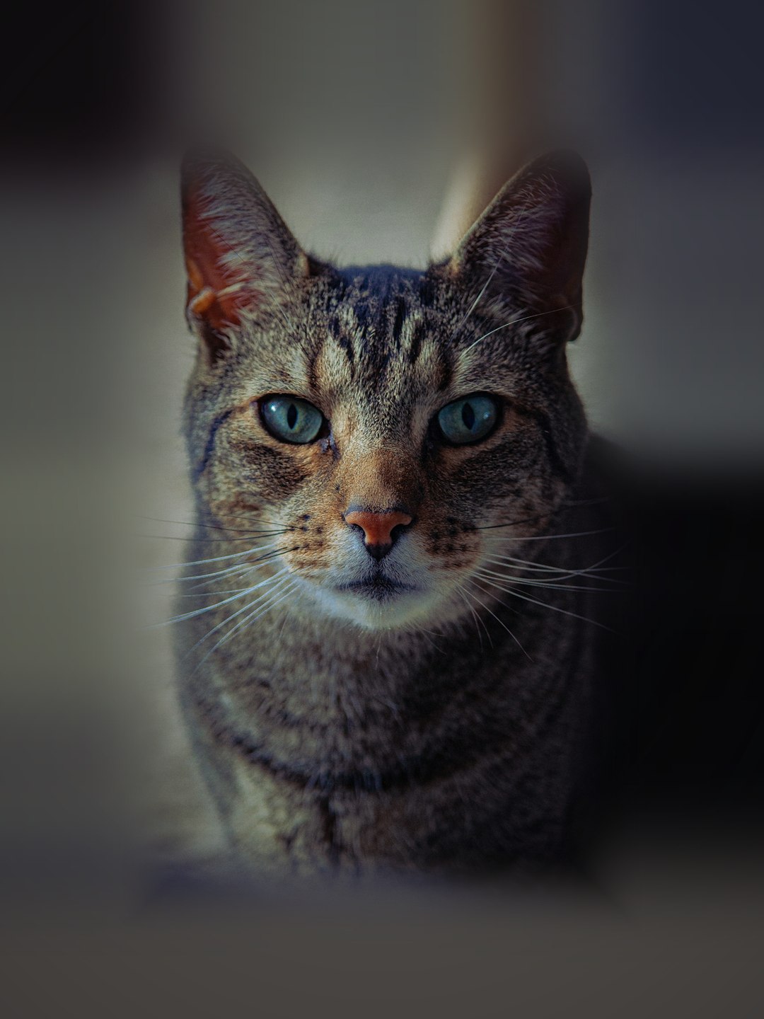 Gato tigrado cinzento de olhos azuis