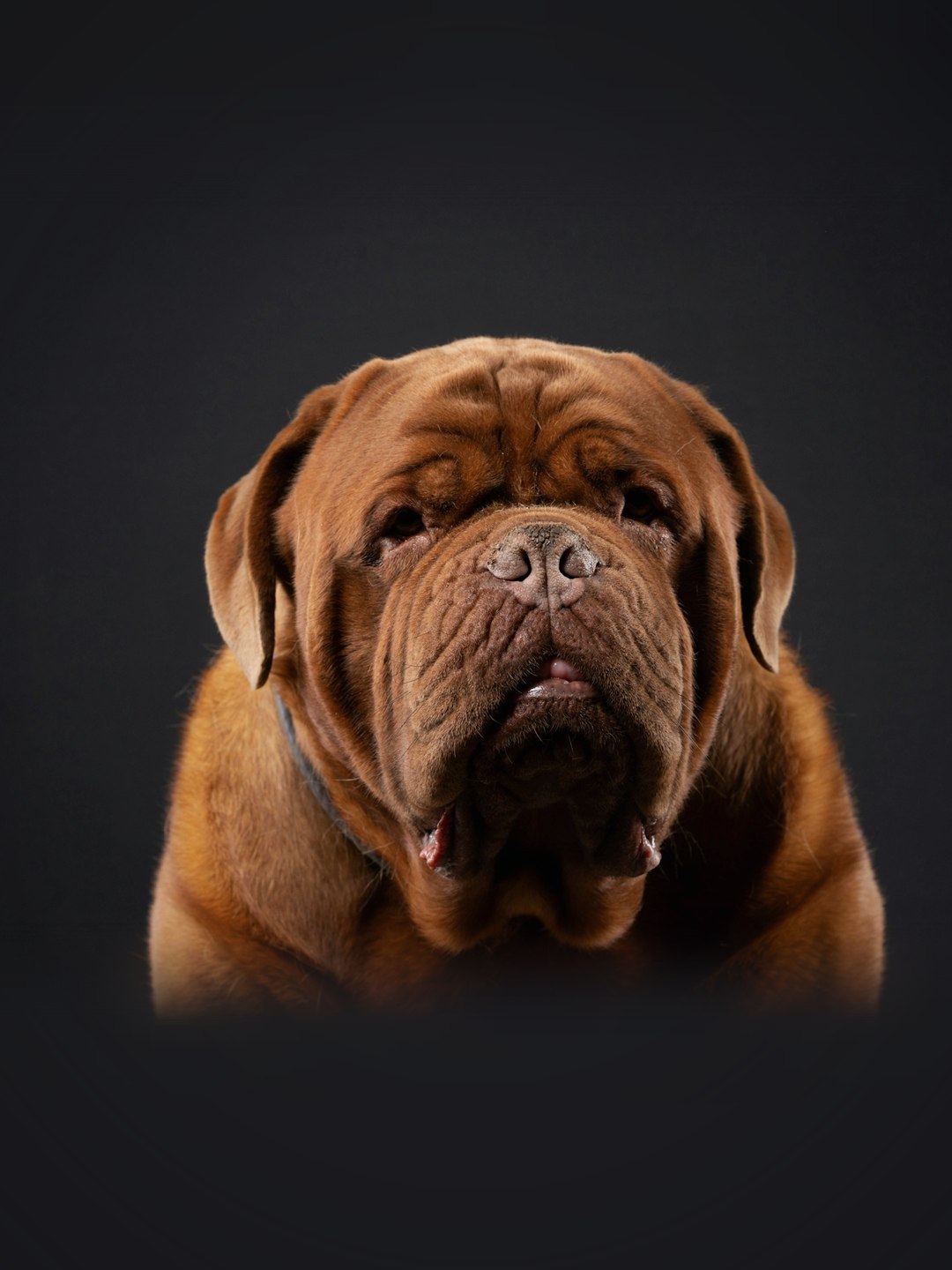 Dogue de Bordéus