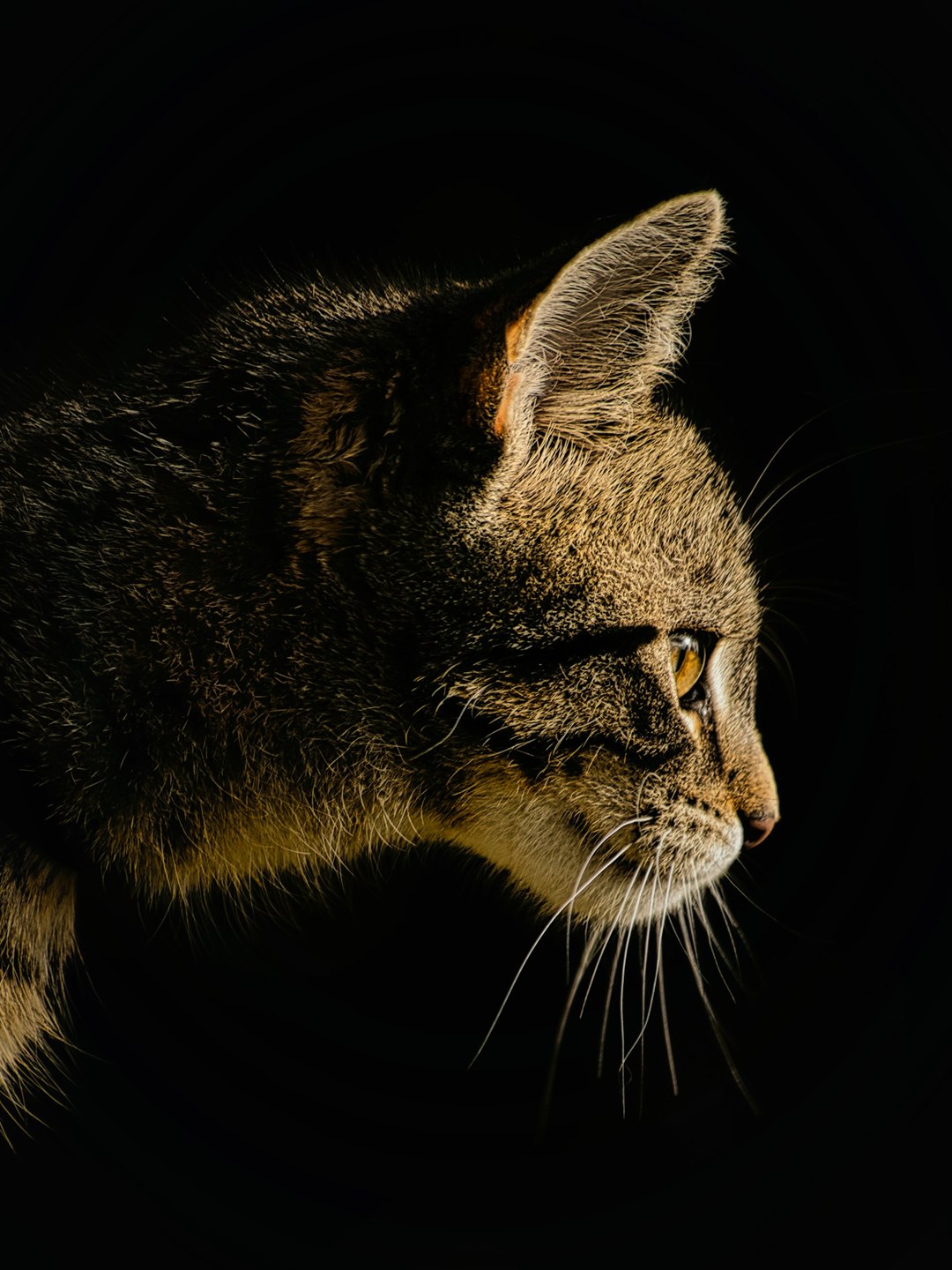 Gato tigrado de perfil