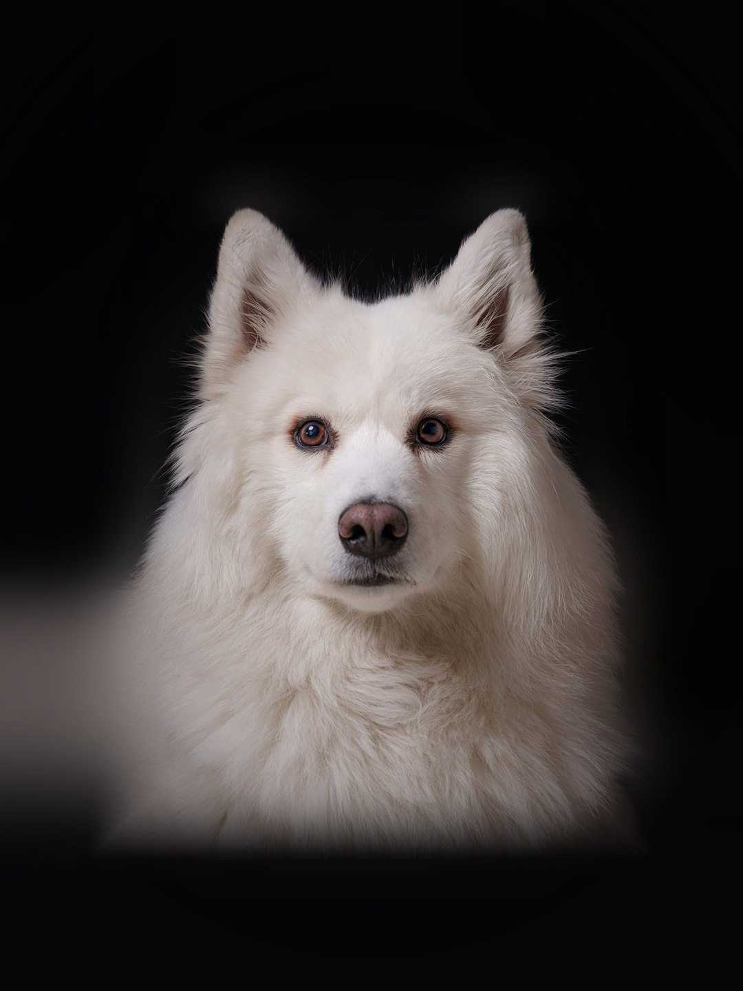 Cão branco de pelo comprido