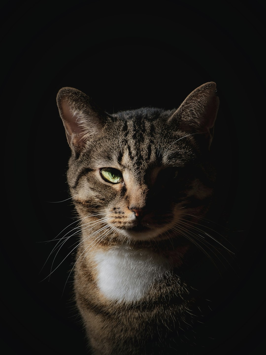 Gato tigrado sentado