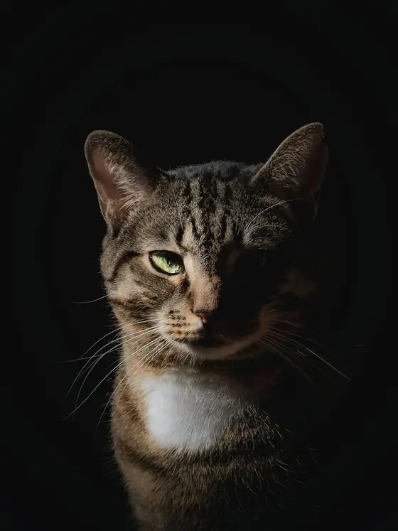 Gato tigrado sentado