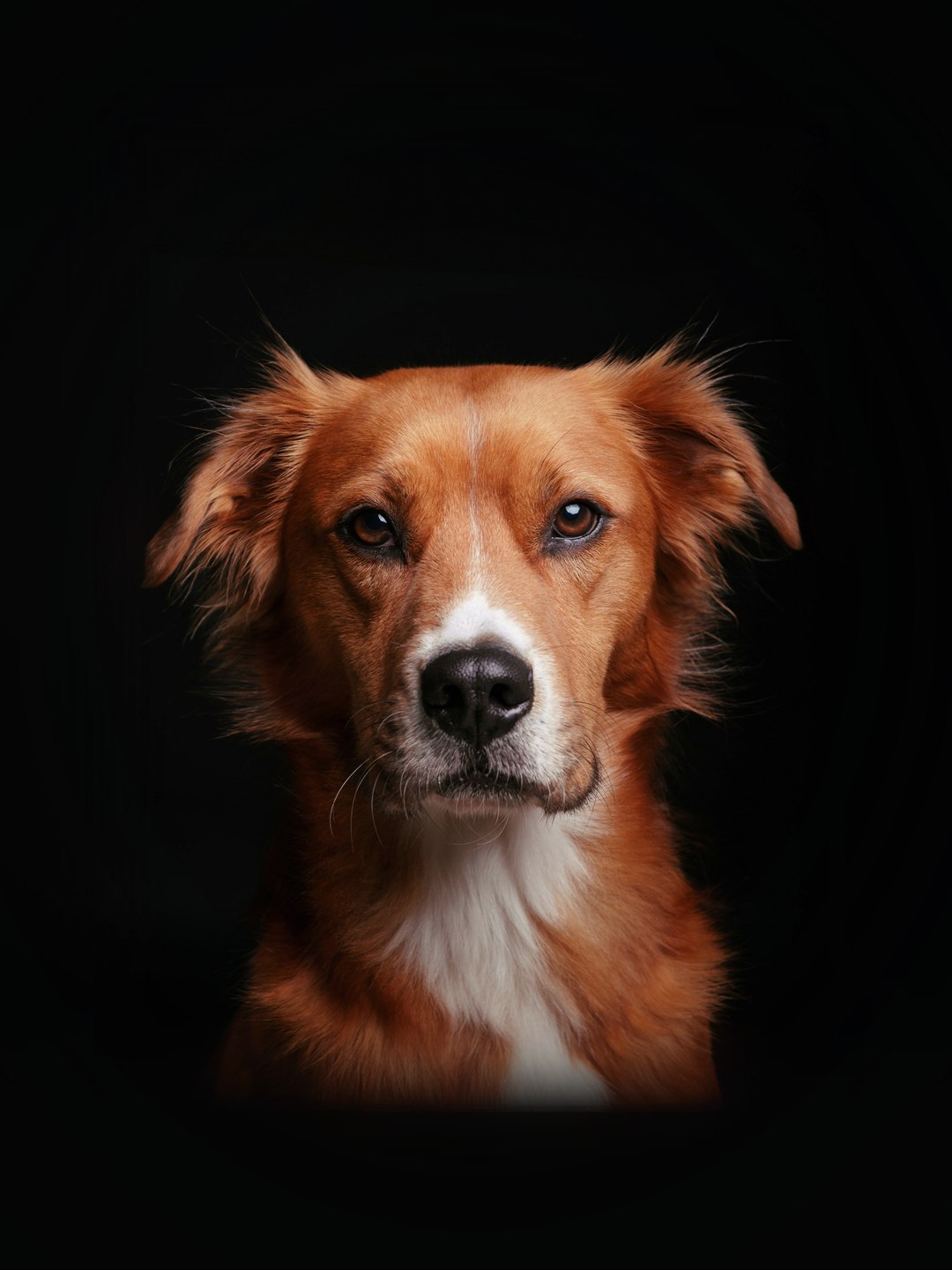 Cão ruivo de pelo comprido