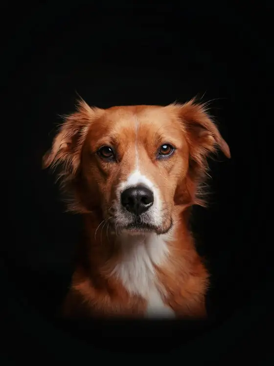 Cão ruivo de pelo comprido