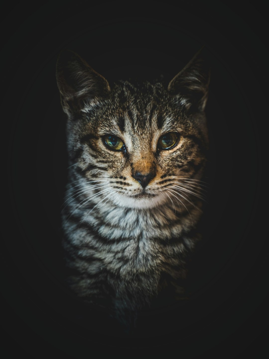 Gato tigrado europeu