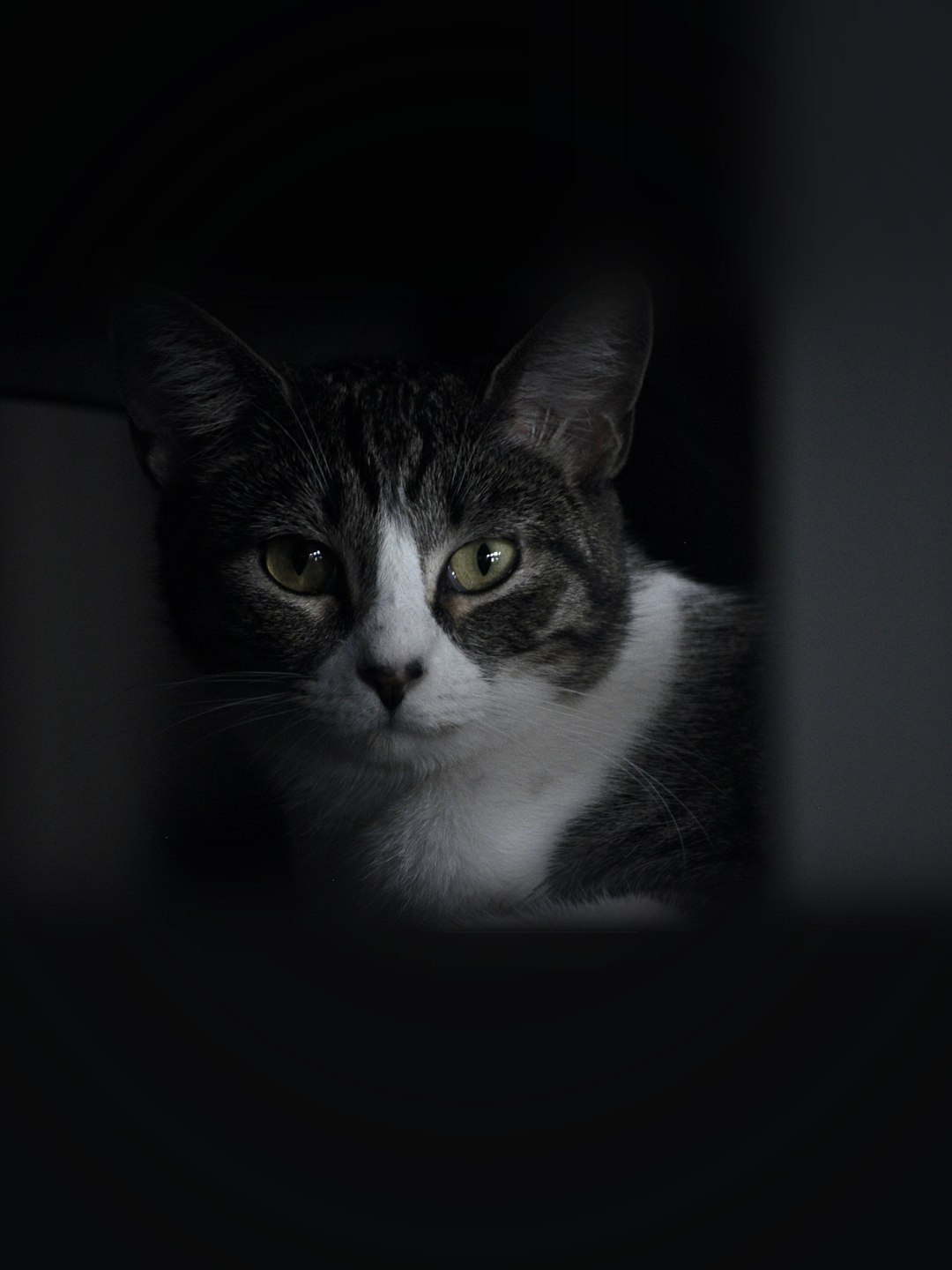Gato preto e branco