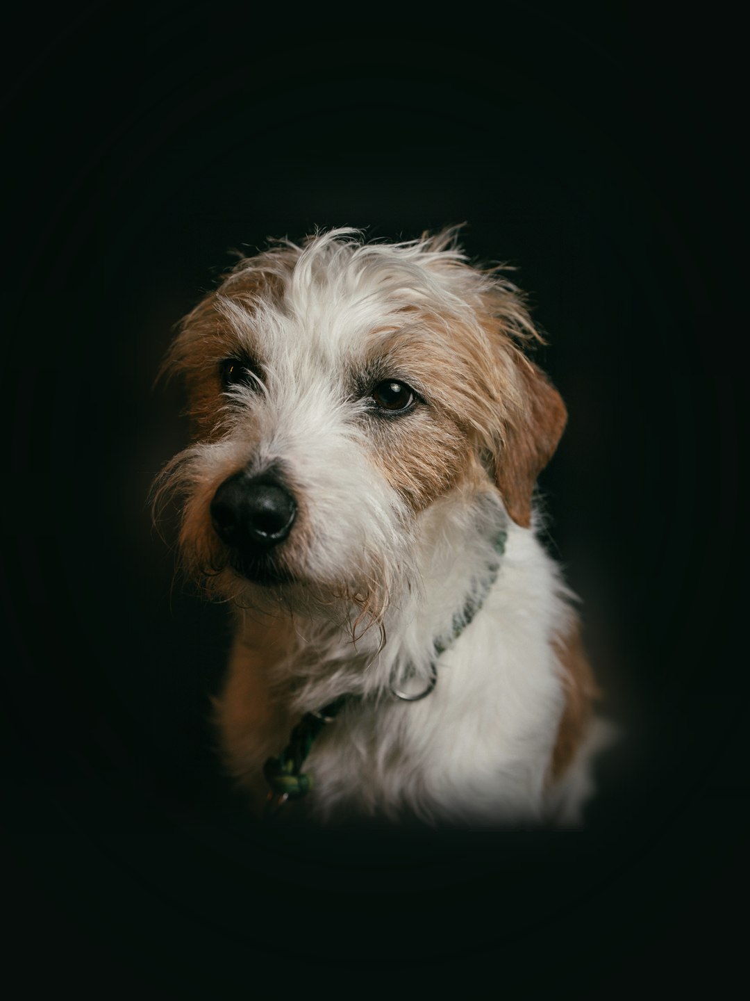 Terrier de pelo branco e castanho
