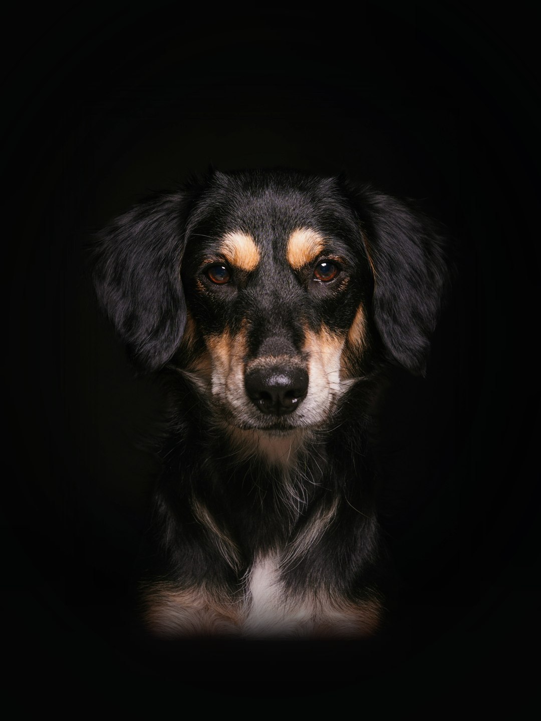Cão preto e castanho