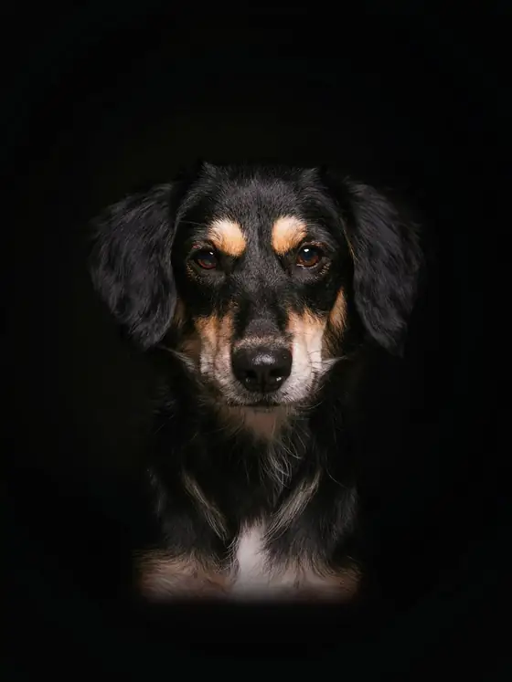 Cão preto e castanho
