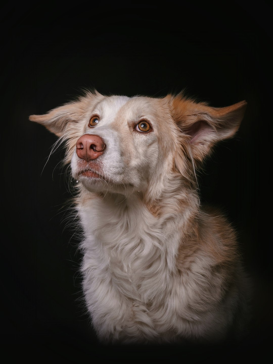 Cão de pelo claro de orelhas ao vento