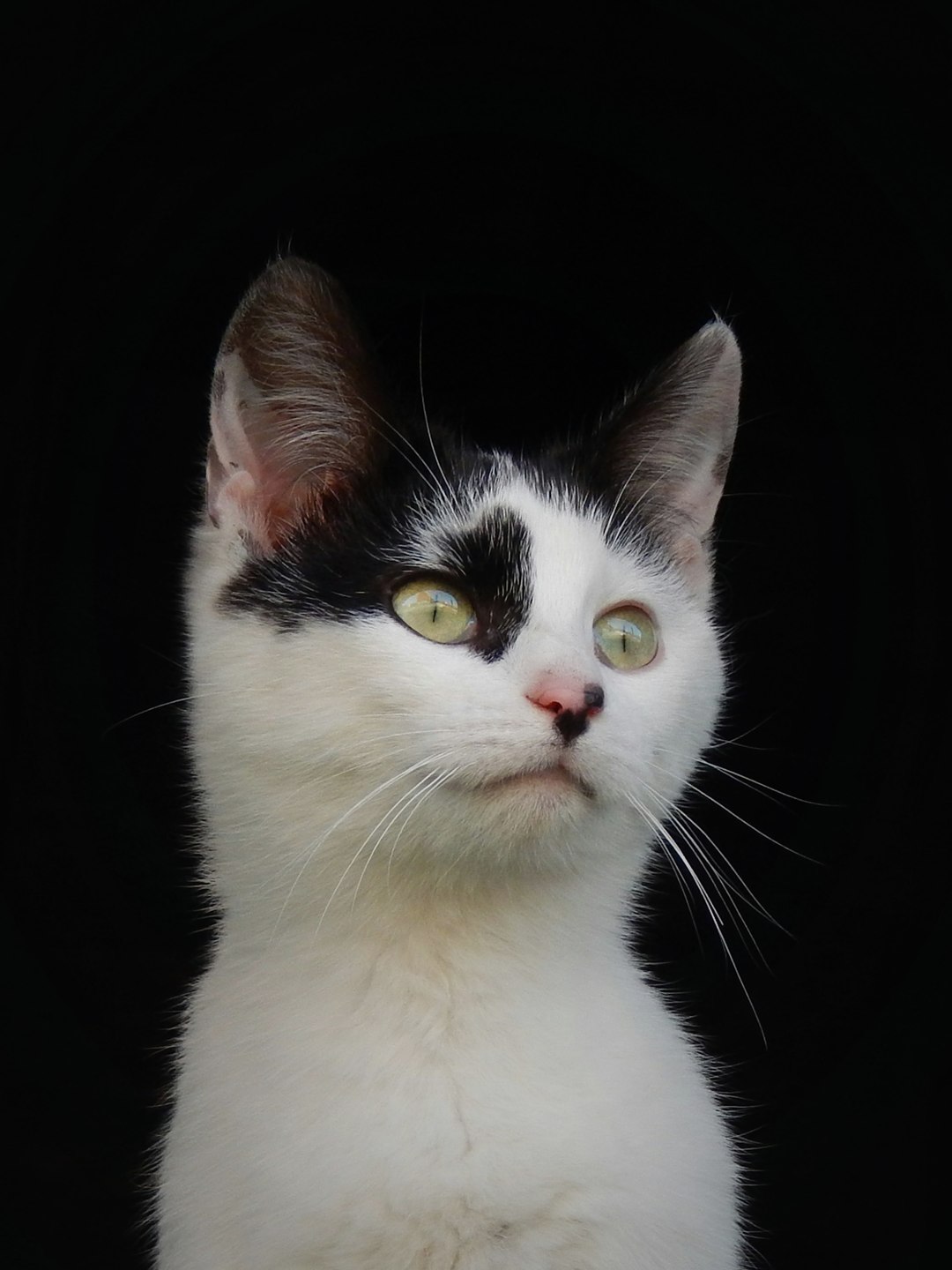 Gato branco e preto a olhar para cima