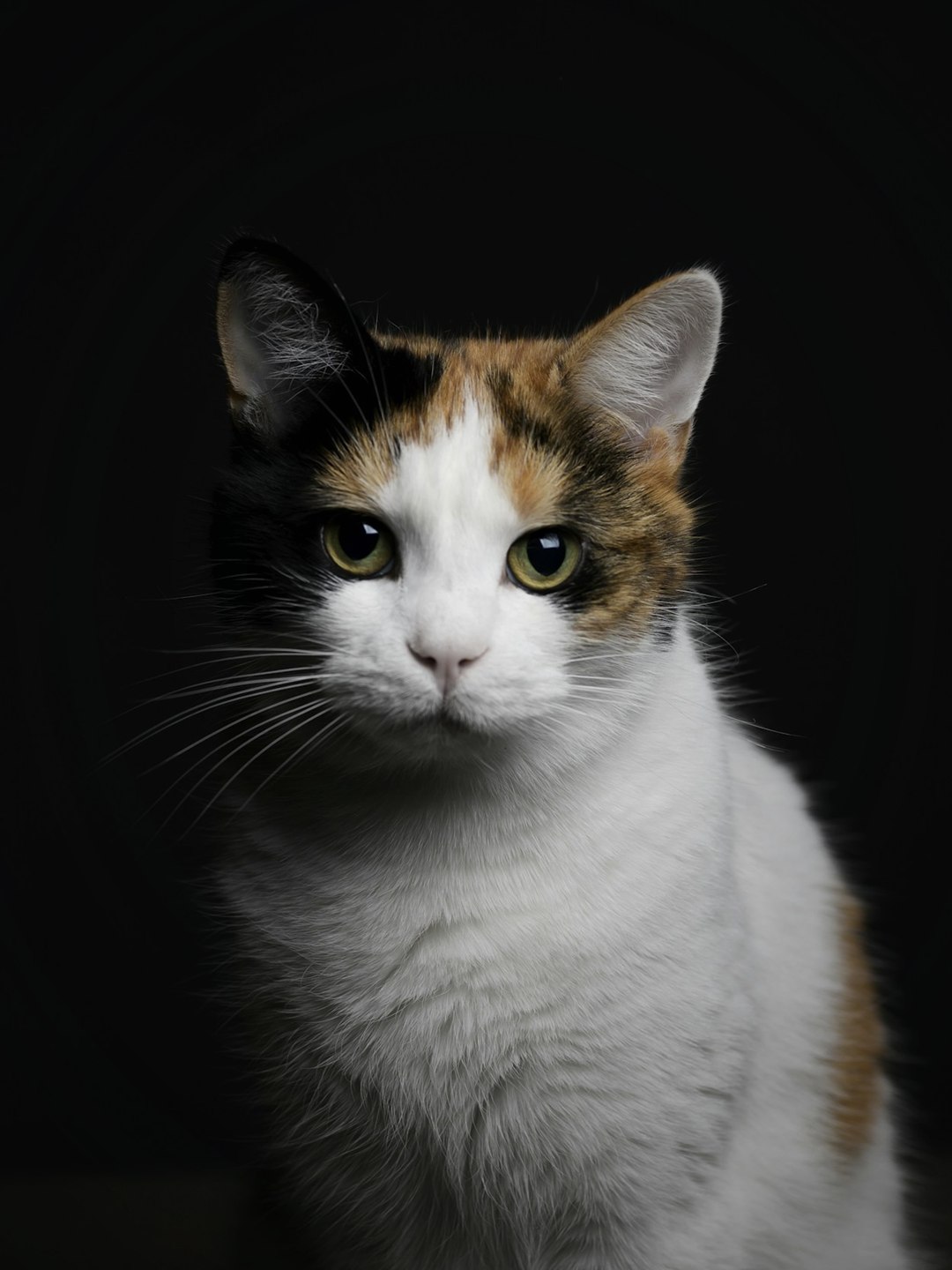 Gata tricolor sentada