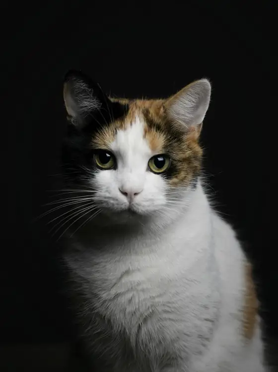 Gata tricolor sentada