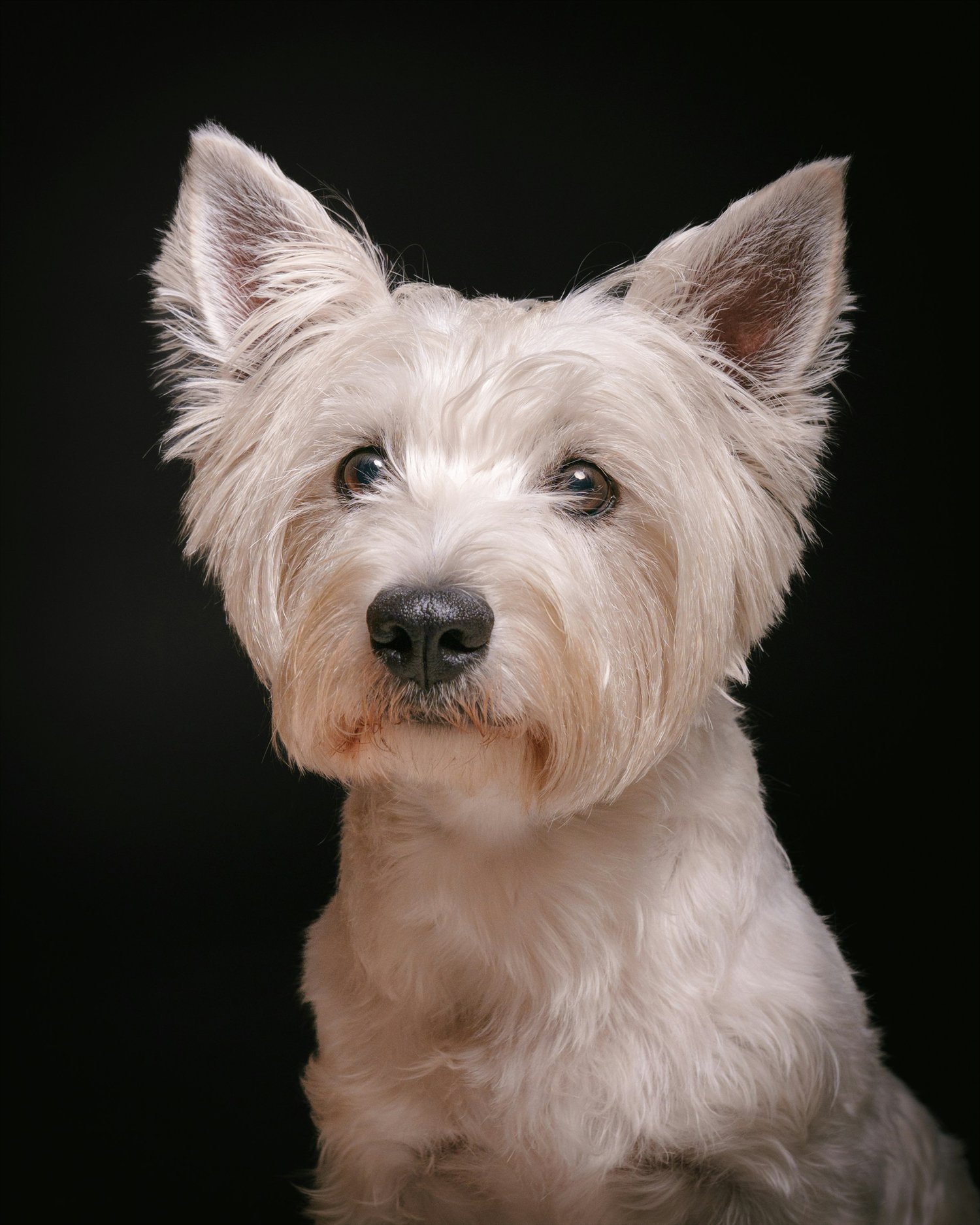 Retrato de estúdio de um west highland terrier branco