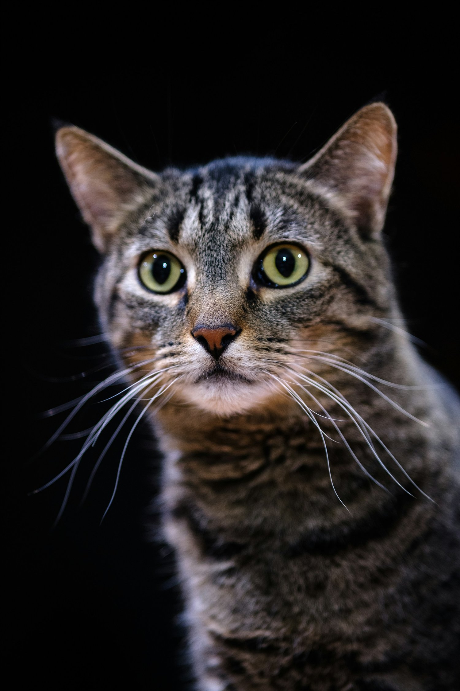 Retrato de estúdio de um gato tigrado sobre fundo preto