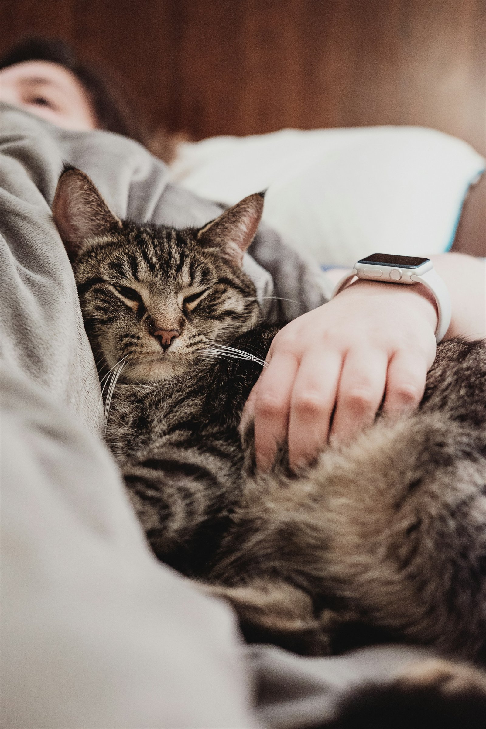 Mão pousada sobre um gato tigrado a dormir