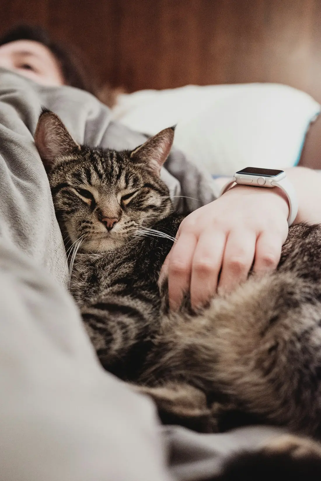 Mão pousada sobre um gato tigrado a dormir