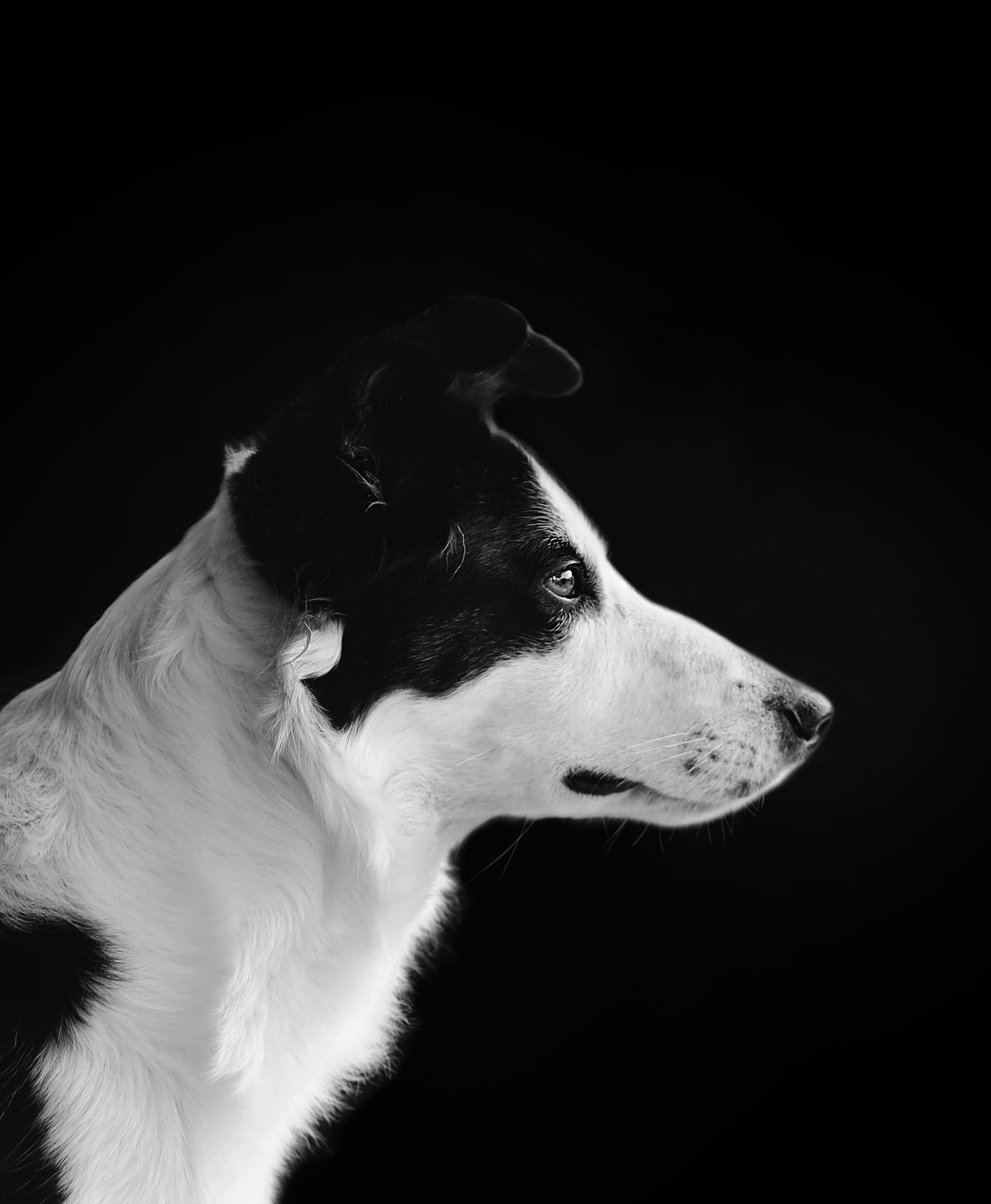 Border collie de perfil sobre fundo preto