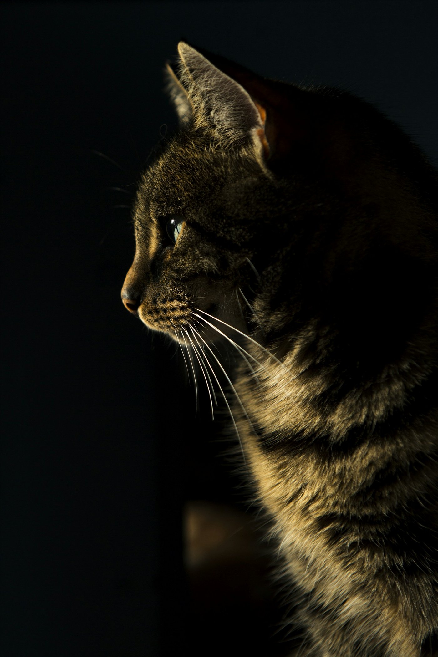 Gato tigrado de perfil em luz baixa