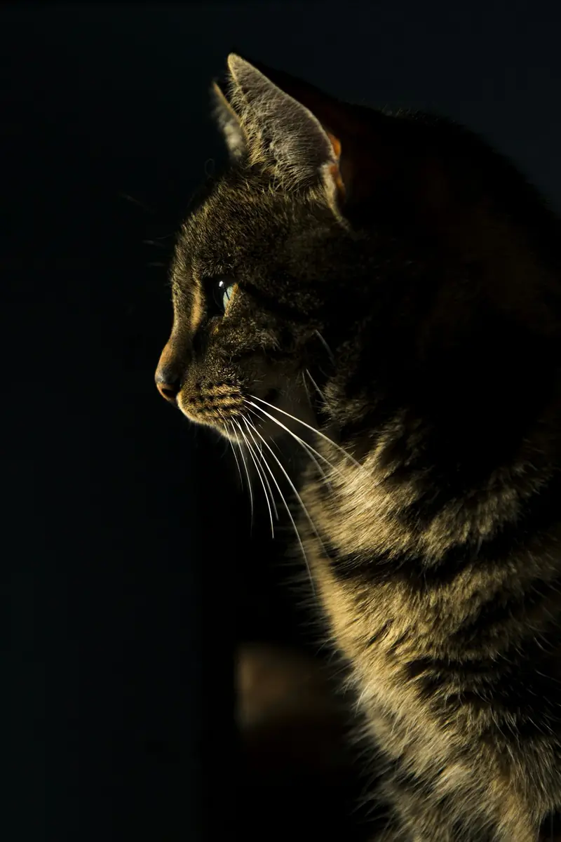 Gato tigrado de perfil em luz baixa