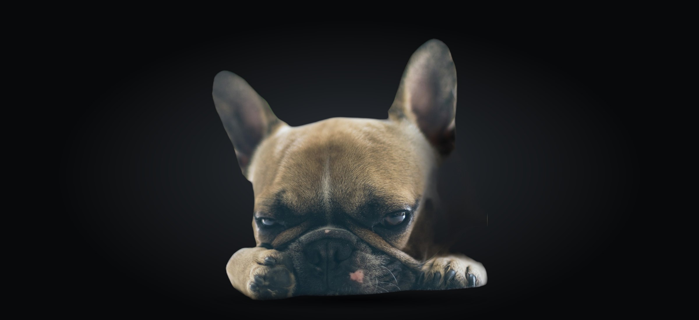 Bulldog francês deitado, recortado sobre fundo escuro