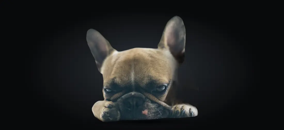 Bulldog francês deitado, recortado sobre fundo escuro