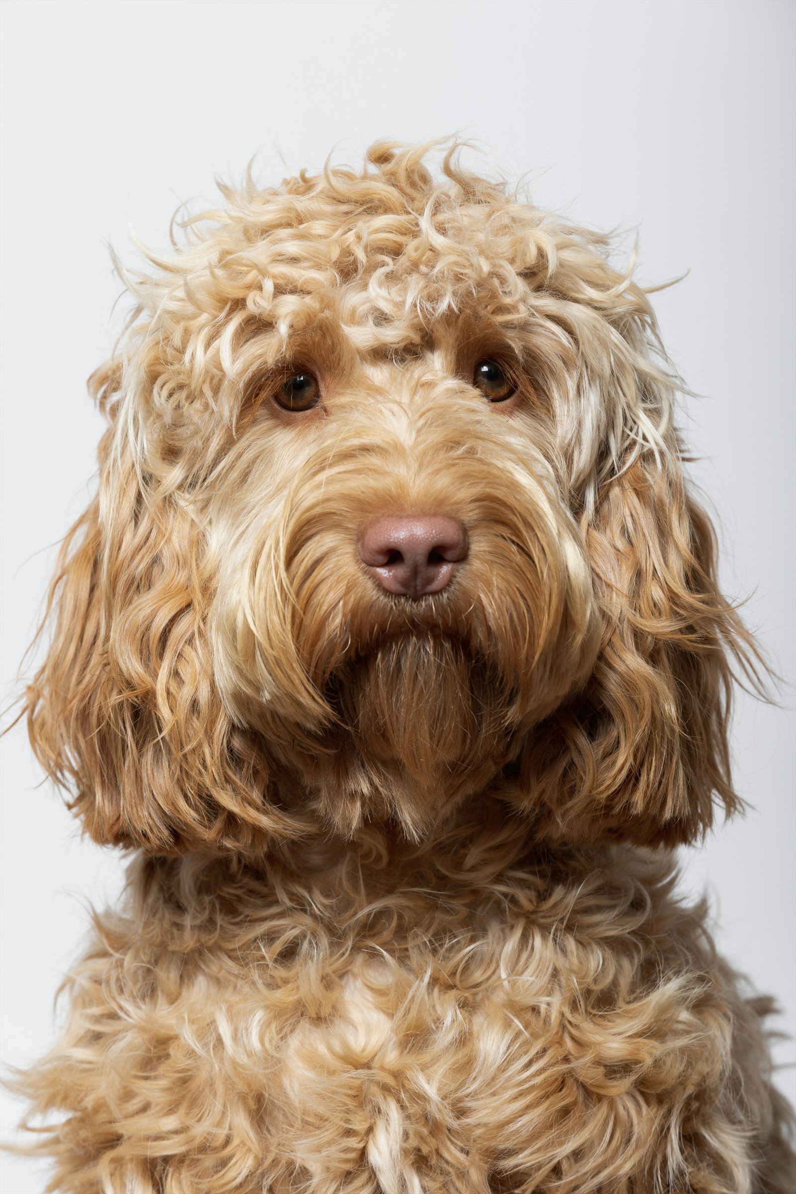 Cão de pelo dourado encaracolado