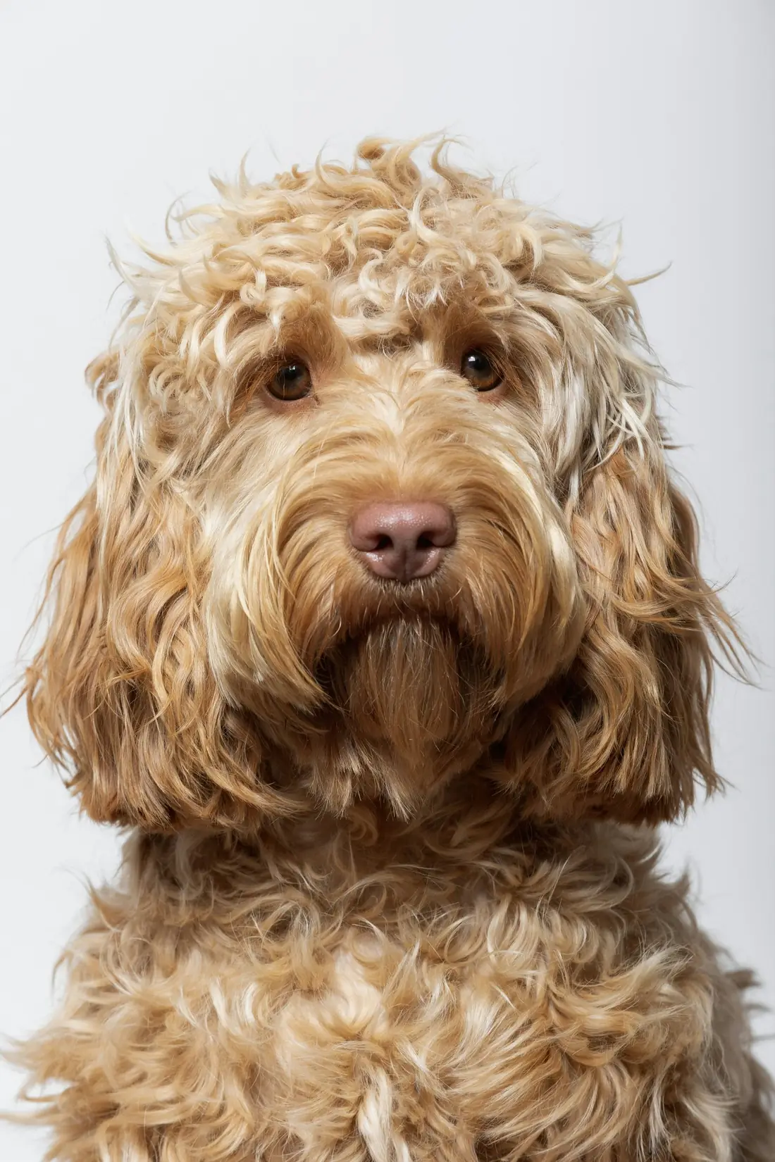 Cão de pelo dourado encaracolado