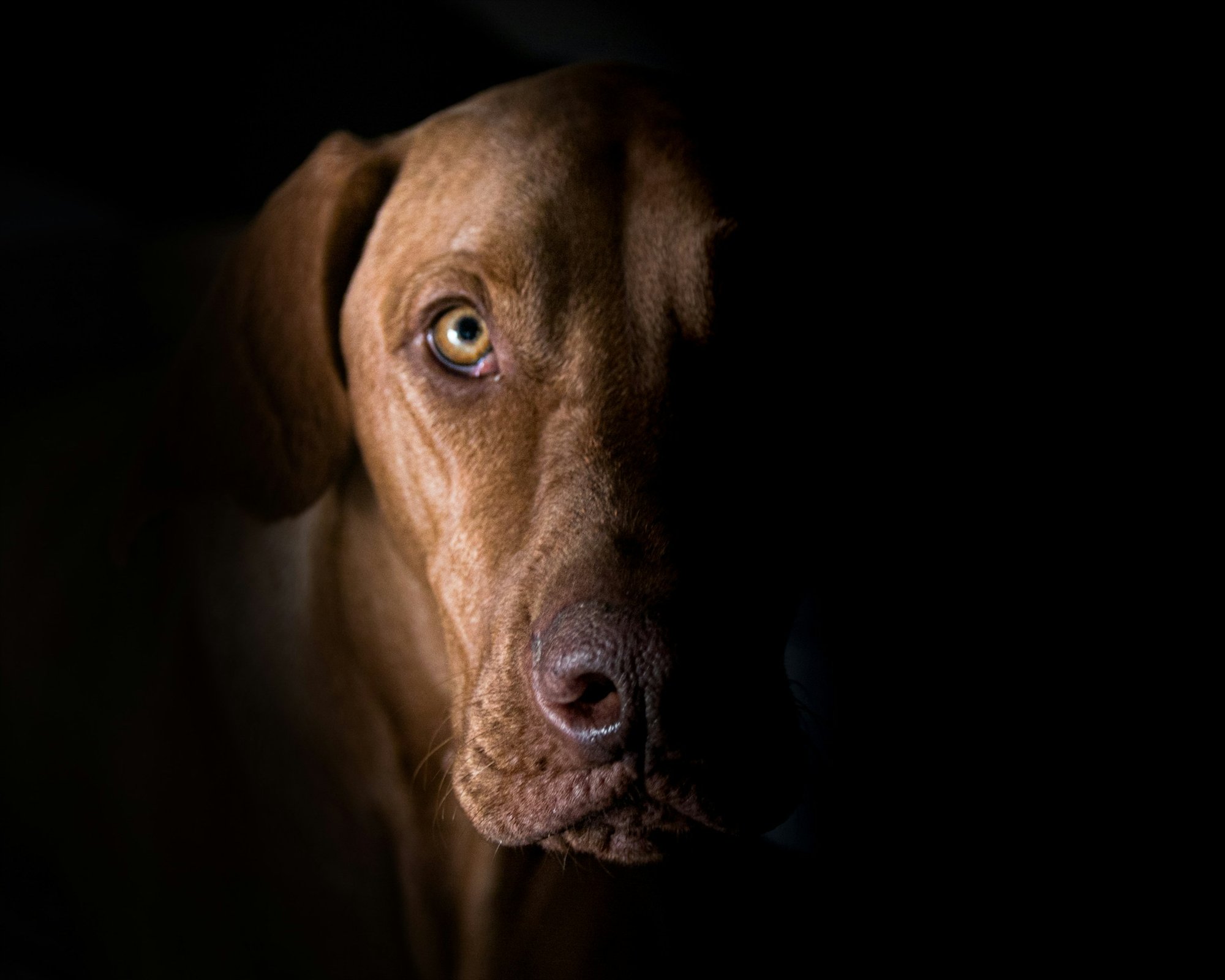 Meio rosto de um cão castanho em luz baixa