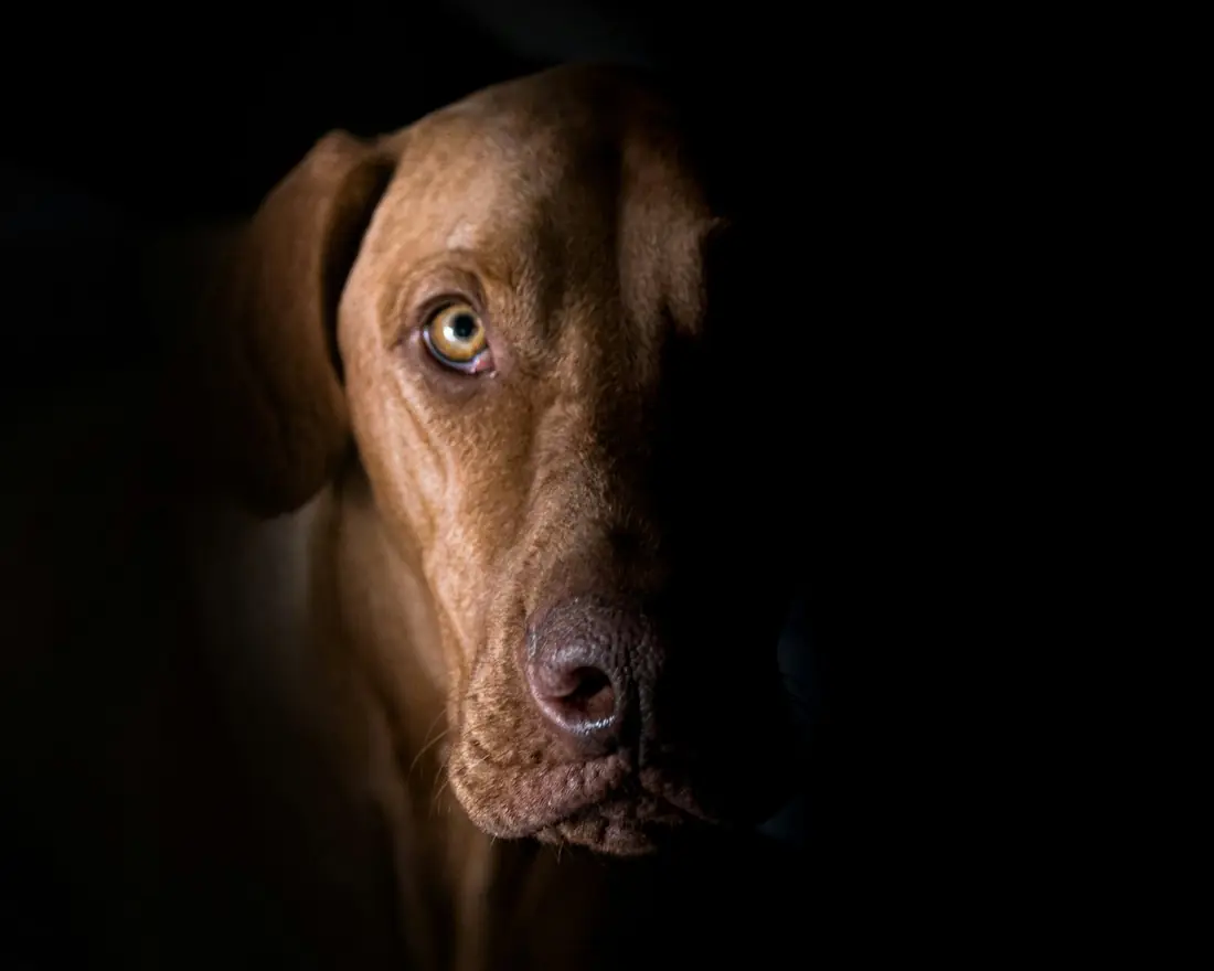 Meio rosto de um cão castanho em luz baixa