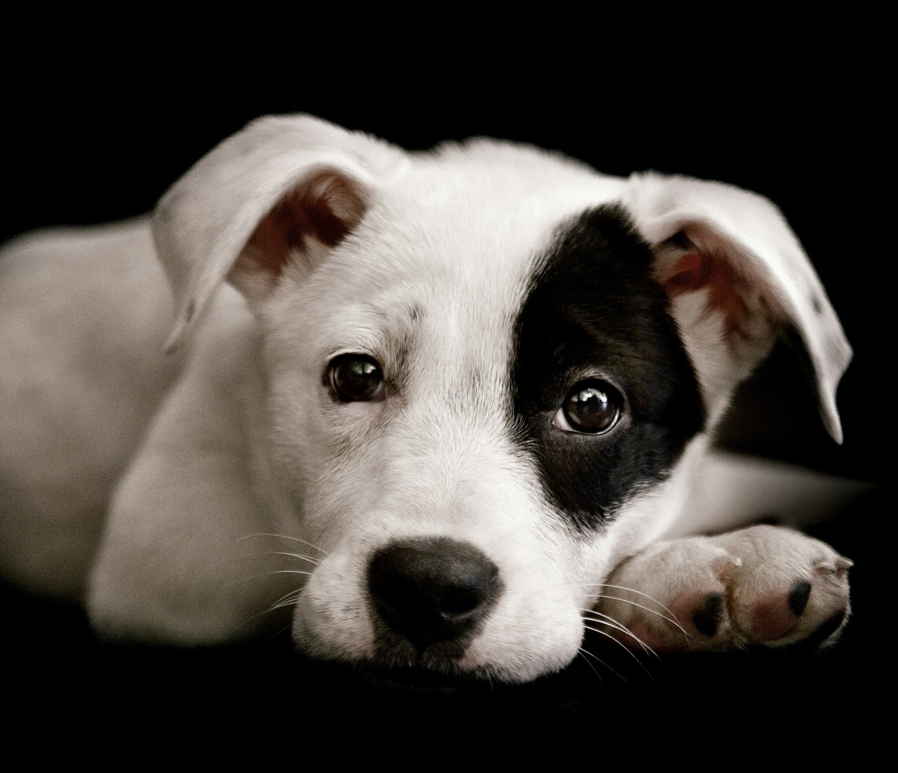 Cachorro branco com uma mancha preta no olho