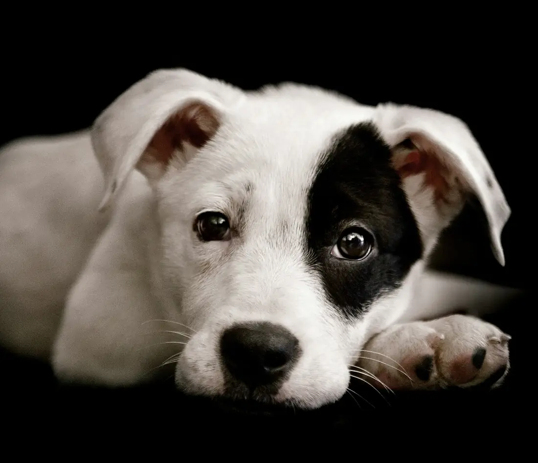 Cachorro branco com uma mancha preta no olho