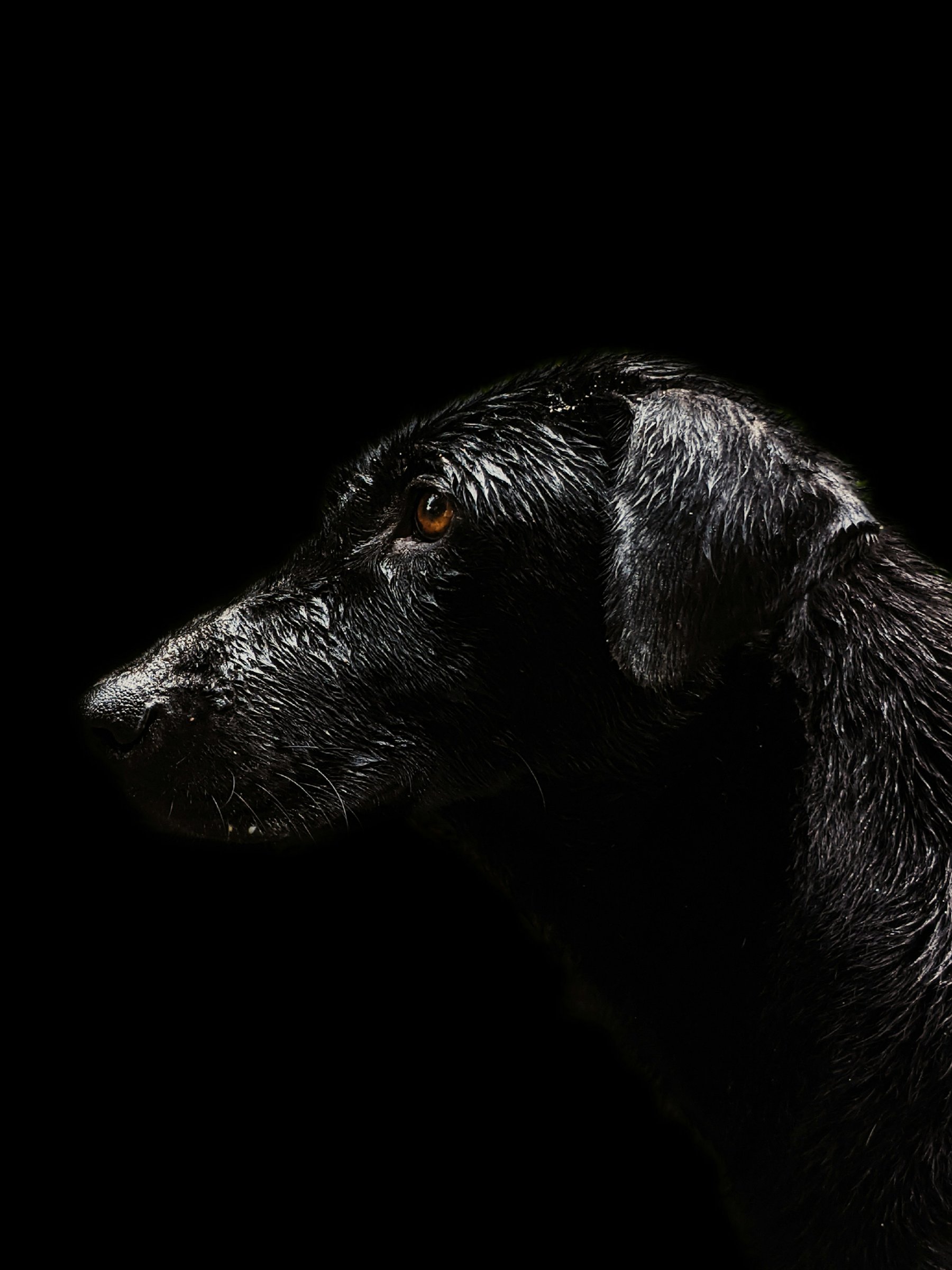 Retrato escuro de um cão preto de perfil