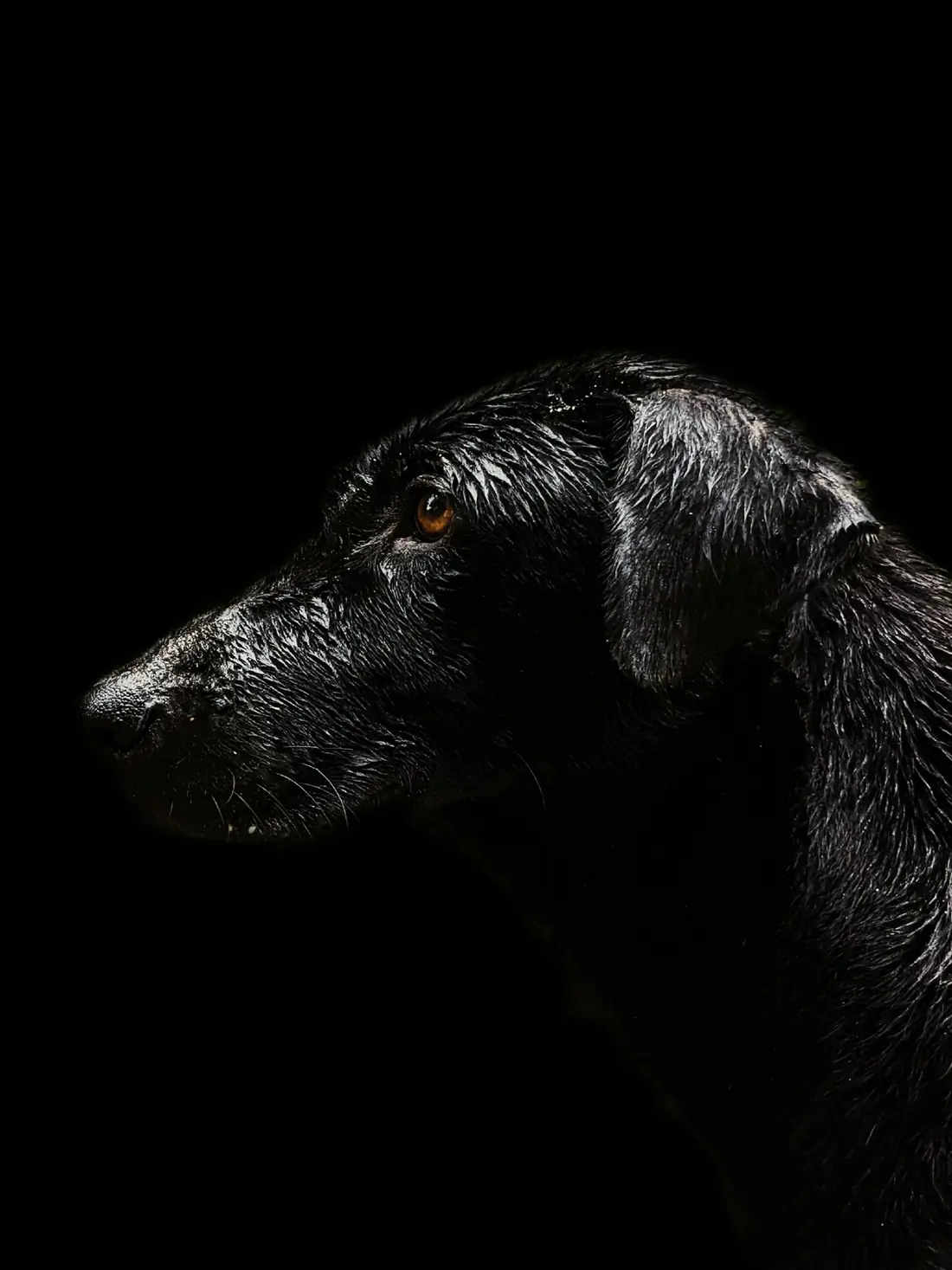 Retrato escuro de um cão preto de perfil