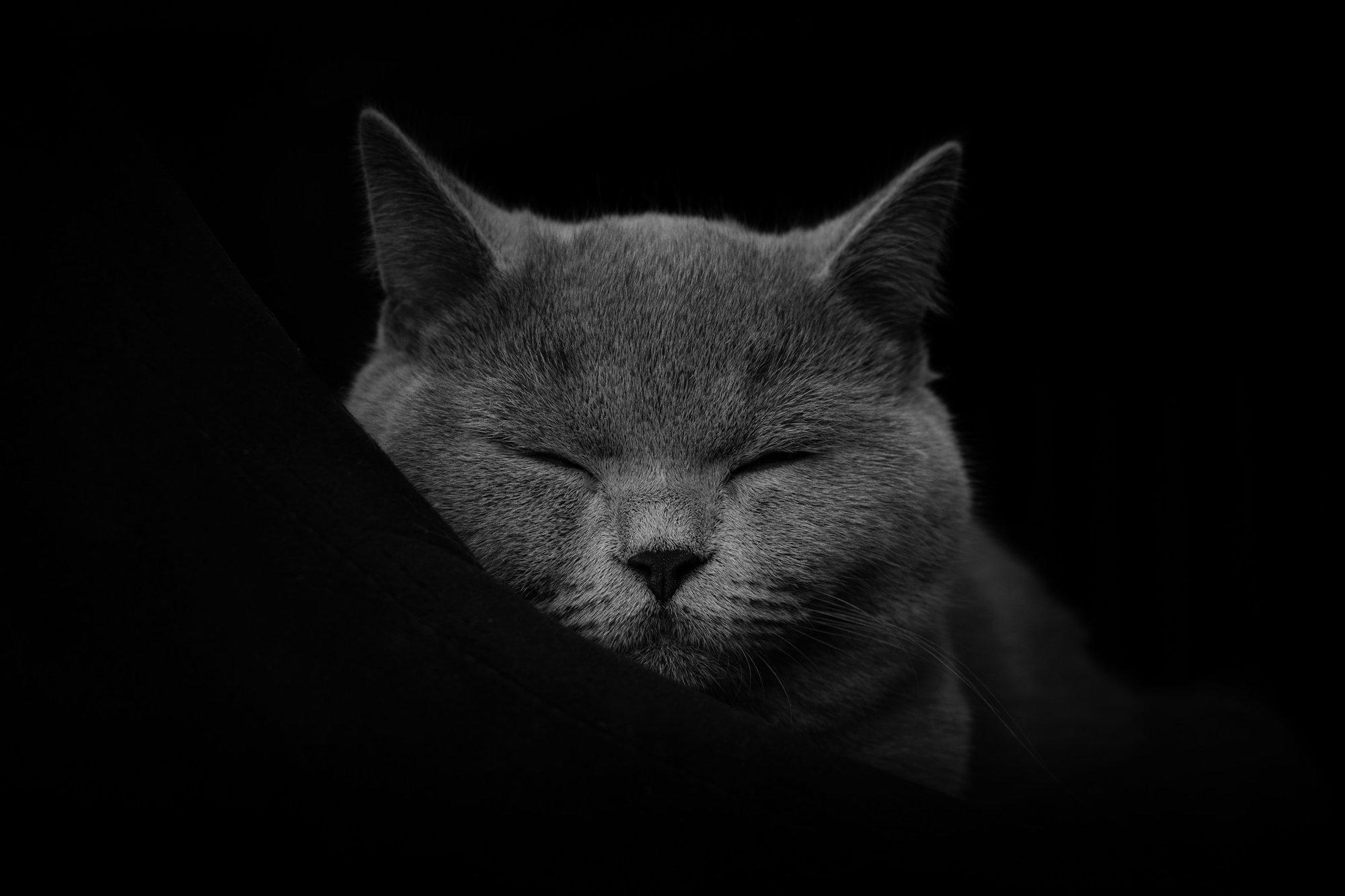 Gato cinzento de pelo curto sobre fundo escuro