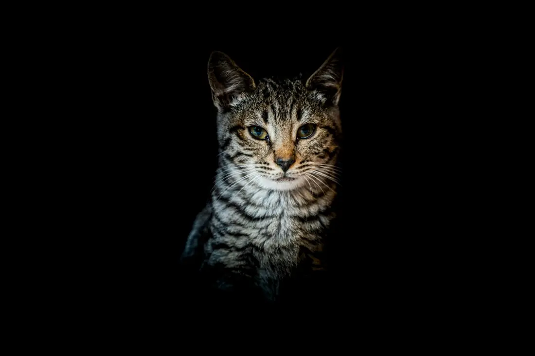 Gato europeu tigrado sobre fundo preto