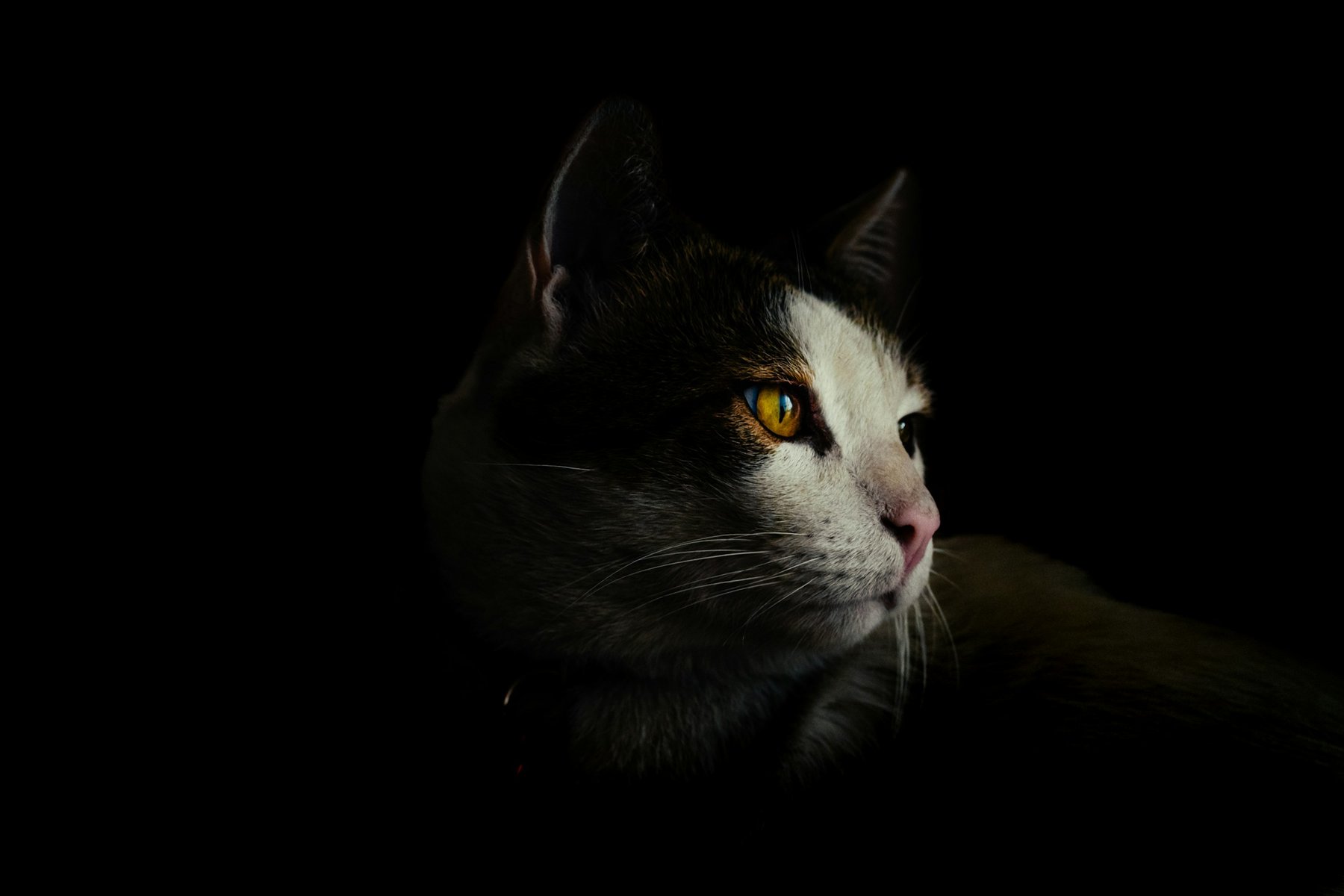 Gato preto e branco de olhos dourados