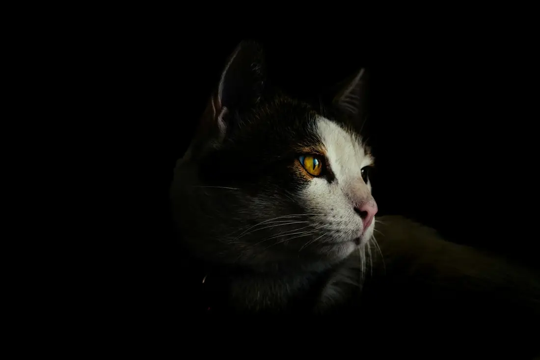 Gato preto e branco de olhos dourados
