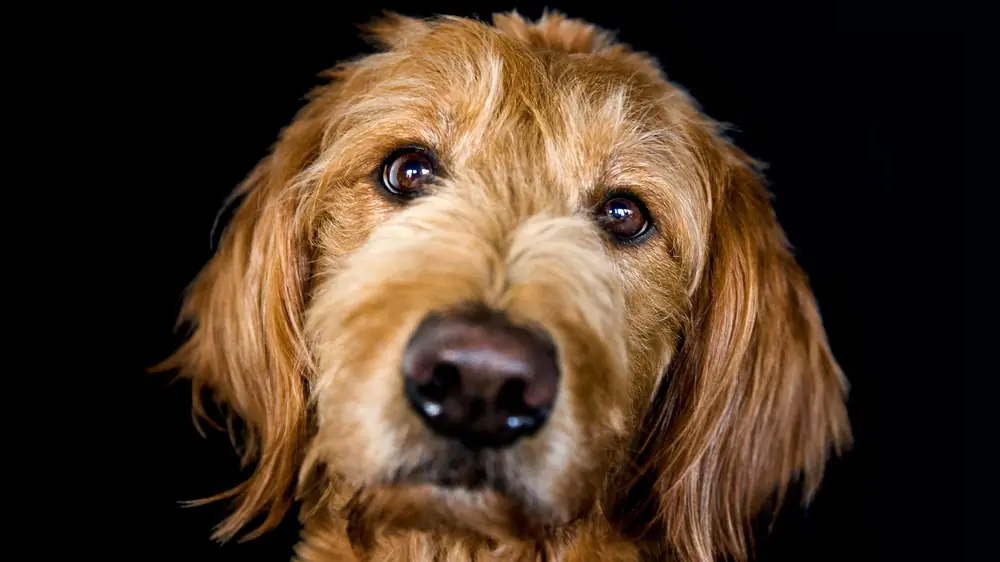 Cão de pelo castanho