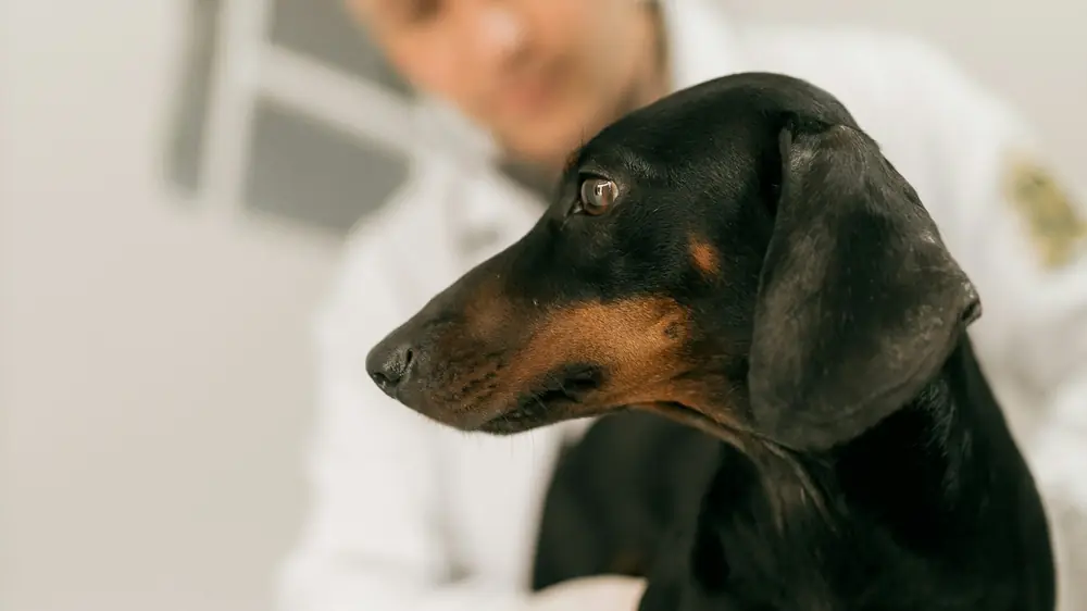Veterinário com um teckel na consulta