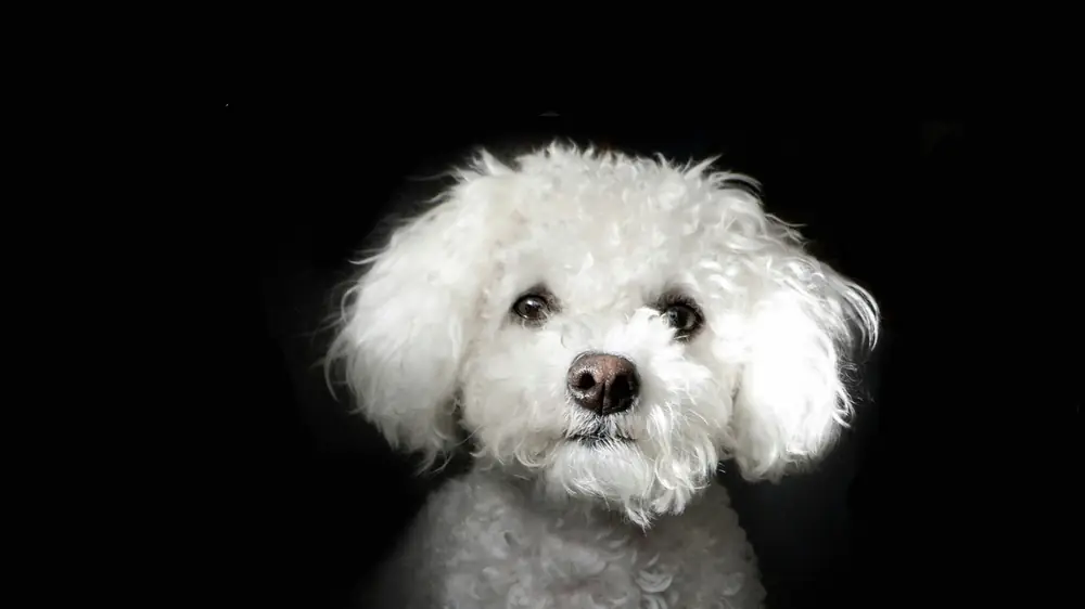 Cão de pelo branco
